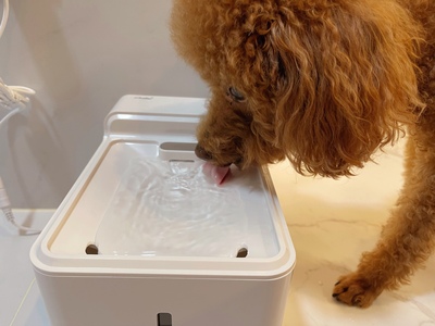 dog water fountain indoor