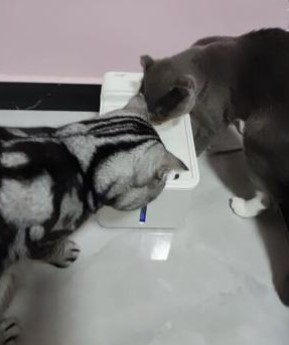 lunvon pet drinking fountain